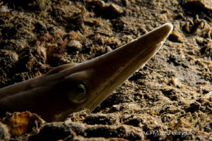 Ophisurus serpens, night dive, backlight by Marco Gargiulo 